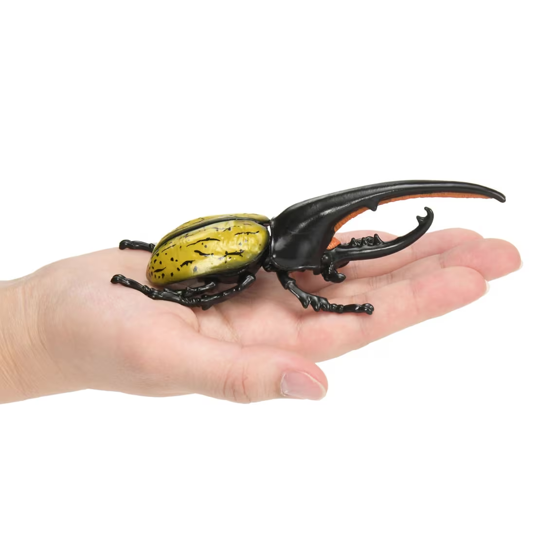 MÔ HÌNH CÔN TRÙNG BỌ CÁNH CỨNG ANIA AL-17 hercules beetle Thumbnail